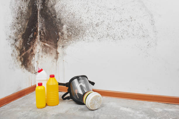Best Mold Removal Near Me  in Manton, MI