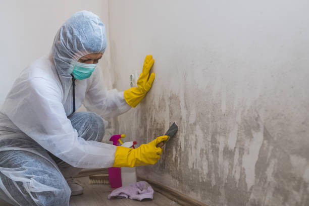 Best Mold Testing  in Manton, MI