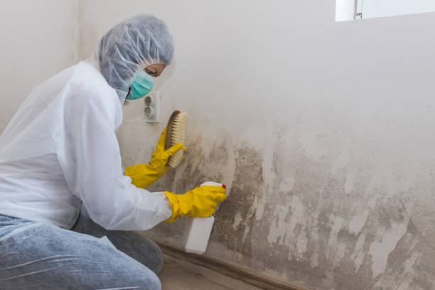 Best Mold Testing and Removal  in Manton, MI