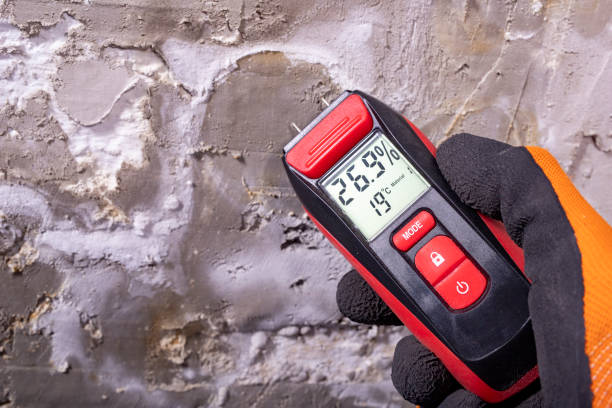 Best Affordable Mold Removal  in Manton, MI
