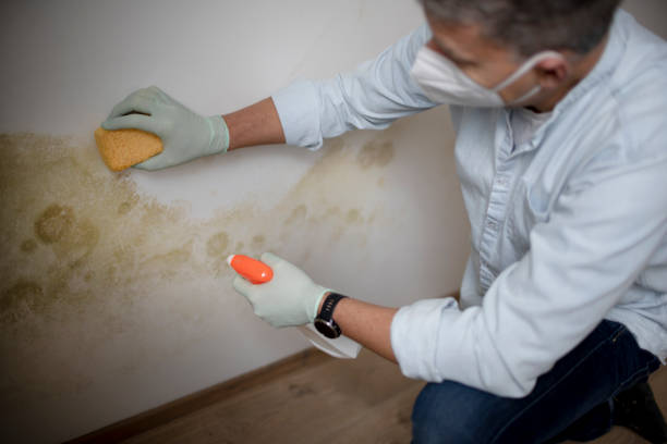 Best Mold Removal Company Near Me  in Manton, MI