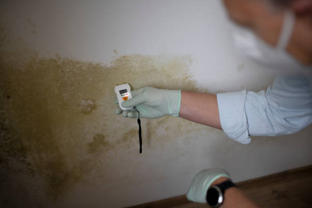 Best Mold Damage Repair  in Manton, MI