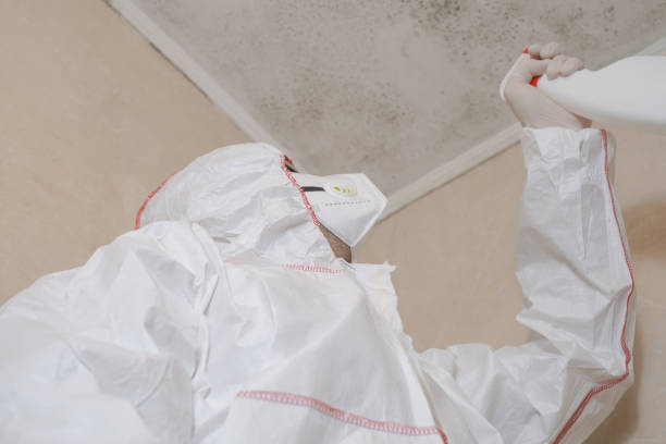 Certified Mold Removal in Manton, MI