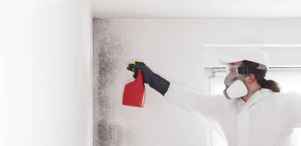 Mold Removal and Inspection in Manton, MI