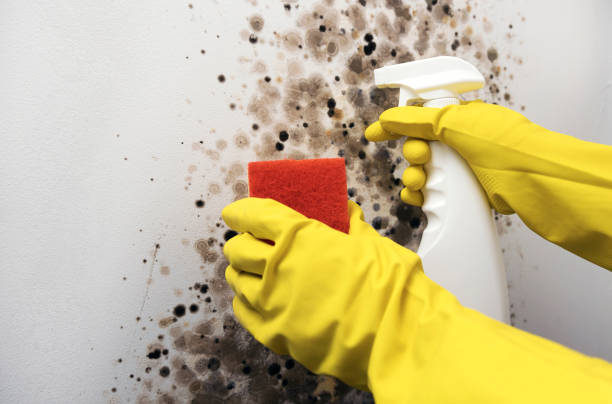 Best Commercial Mold Removal  in Manton, MI