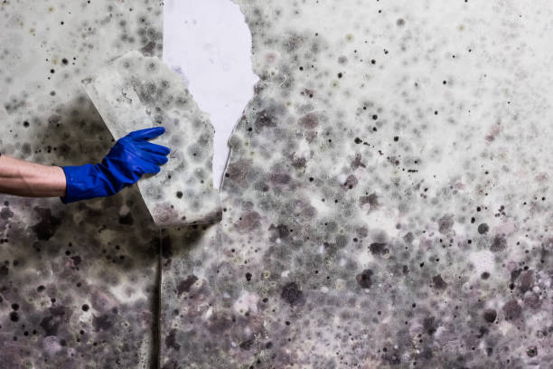 Best Emergency Mold Removal  in Manton, MI
